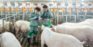 Công nghệ nuôi heo BAF